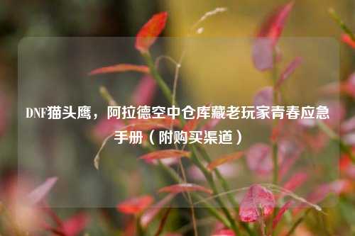 DNF猫头鹰，阿拉德空中仓库藏老玩家青春应急手册（附购买渠道）