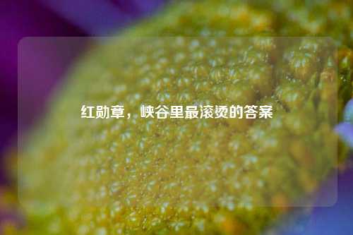 红勋章,峡谷里最滚烫的答案