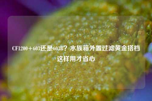 CF1200+603还是603B？水族箱外置过滤黄金搭档这样用才省心